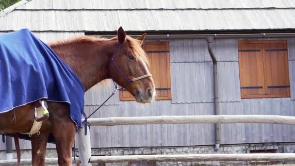 Full hd slowmotion video of a red horse eat and chewing grass while waiting — Stok Video