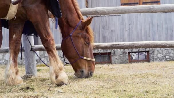 Полное видео того, как рыжая лошадь ест и жует траву в ожидании — стоковое видео
