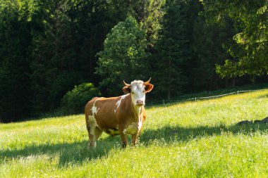 Kırmızının yakın çekim portresi. kahverengi kamera bakarak, eko organik çiftlikte