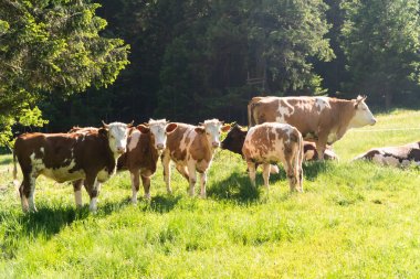 Organik bir çiftlikte taze ot yiyen küçük sürüsi