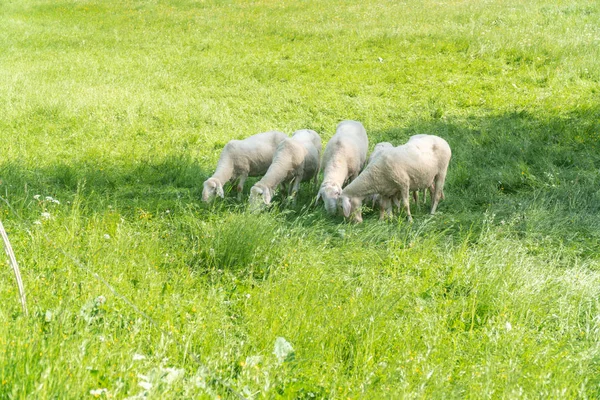 Rebanho de ovelhas pastando a grama nas montanhas. Conceito de produtos biológicos Eco farm — Fotografia de Stock