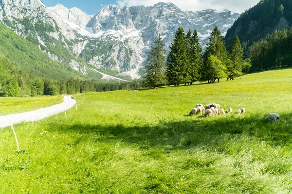 Rebaño de ovejas pastando la hierba en las montañas. Concepto de productos ecológicos Eco granja —  Fotos de Stock