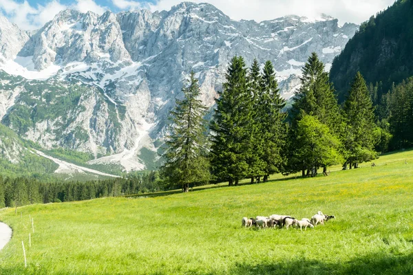 Rebaño de ovejas pastando la hierba en las montañas. Concepto de productos ecológicos Eco granja —  Fotos de Stock