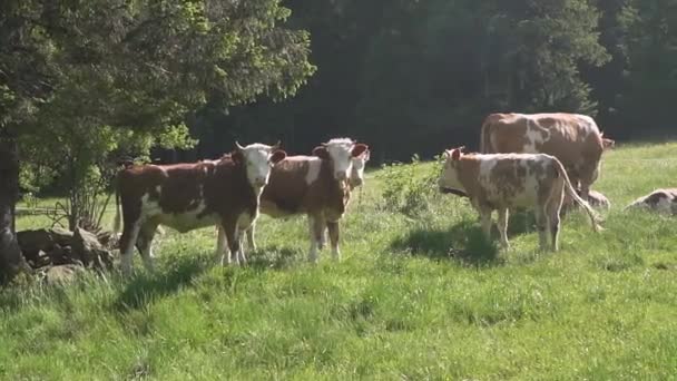 Lentitud de vídeo al aire libre de manada de vacas blancas y negras comiendo hierba verde. alimentación animal, concepto de agricultura ecológica — Vídeos de Stock