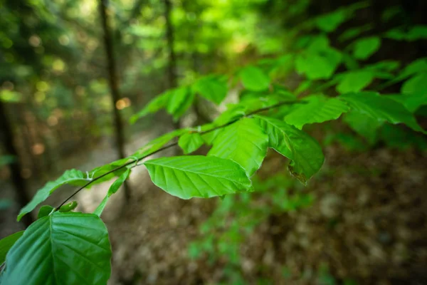 森林背景上的绿叶，特写 — 图库照片