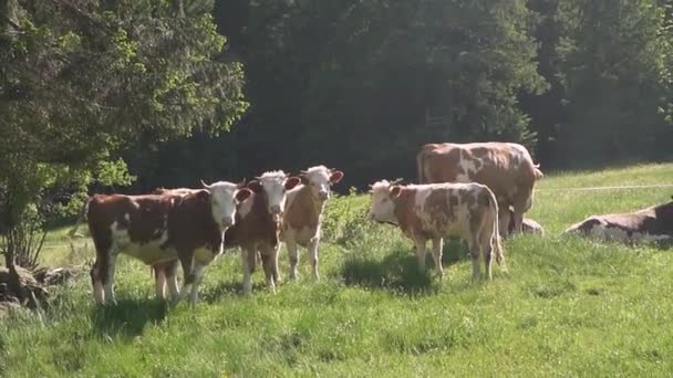 緑の草を食べる黒と白の牛の群れの屋外ビデオのスローモーション。動物飼育、エコ農業の概念 — ストック動画