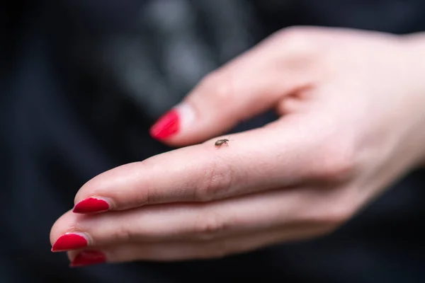 Small tick on human finger, danger of ticks bite