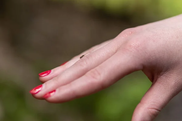 Small tick on human finger, danger of ticks bite