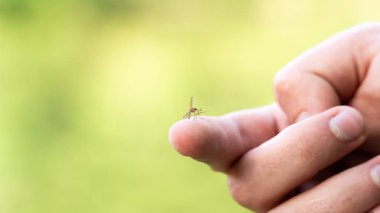 bir sivrisinek elinde oturur, deriyi deler ve insan kanını emer. Sıtma hastalığına neden olur. Sivrisinekler hastalıkların tehlikeli taşıyıcılarıdır