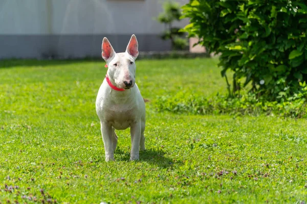 Portret Fotografia biały bull terrier na zewnątrz w słoneczny dzień — Zdjęcie stockowe