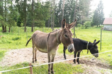 Çiftlikte kamera bakarak iki eşekler portre fotoğrafı.