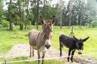 Çiftlikte kamera bakarak iki eşekler portre fotoğrafı.