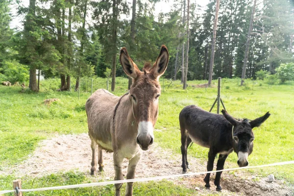 Çiftlikte kamera bakarak iki eşekler portre fotoğrafı.
