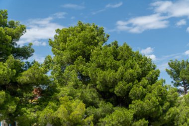 arka gökyüzü ile güneşli bir günde tropikal yeşil ağaç