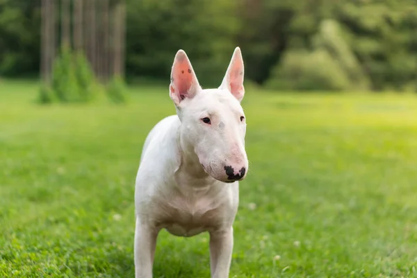 Portret Fotografia biały bull terrier na zewnątrz w słoneczny dzień — Zdjęcie stockowe