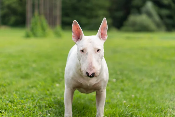 Portret Fotografia biały bull terrier na zewnątrz w słoneczny dzień — Zdjęcie stockowe