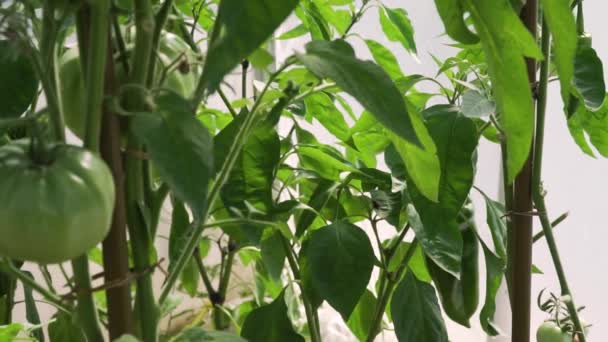 Full HD rozdzielczość wideo poruszania się po świeżych pomidorów dojrzałych na winorośli w szklarni. ekologiczny ogród rolniczy — Wideo stockowe