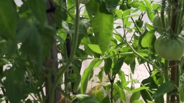Video s rozlišením HD, které se pohybuje kolem čerstvých zralých rajčat na révě ve skleníku. Ekologická zemědělská zahrada — Stock video