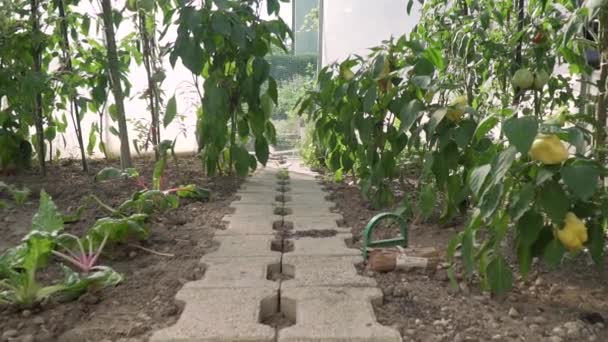 Vidéo pleine résolution HD de pinceaux de tomates de serre avec des tomates vertes et rouges dedans. jardin agricole écologique — Video