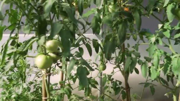 温室のつるの上に新鮮な熟したトマトの周りを移動するフルHD解像度のビデオ。エコ農業園 — ストック動画