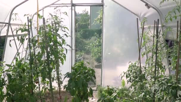 Full hd γερανός γυρίστηκε βίντεο του θερμοκηπίου τομάτας brushwood με πράσινες και κόκκινες ντομάτες σε αυτό. κήπος οικολογικής γεωργίας — Αρχείο Βίντεο