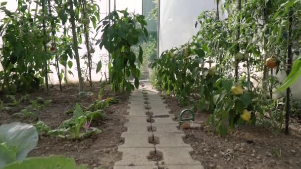 Full HD grue tourné vidéo de pinceaux de tomates de serre avec des tomates vertes et rouges en elle. jardin agricole écologique — Video