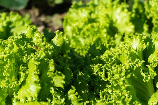 Lettuce farm. Green lettuce plants in growth at field. Eco farming