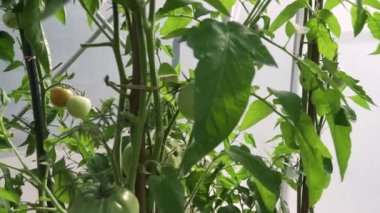 Serada asma üzerinde taze olgun domates etrafında hareket Full hd çözünürlük video