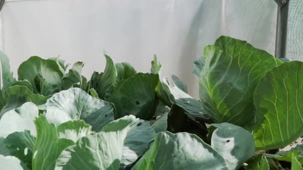 Full hd resolution closeup of cabbage grown in a greenhouse. A lot of cabbage on the beds. eco farming garden — Stock Video