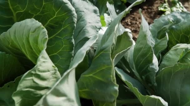 Bir serada yetiştirilen lahana Full hd çözünürlük. Yataklarda bir sürü lahana var. eko tarım bahçesi — Stok video