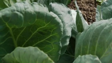 Bir serada yetiştirilen lahana full hd çözünürlük closeup. Yataklarda bir sürü lahana var. eko tarım bahçesi