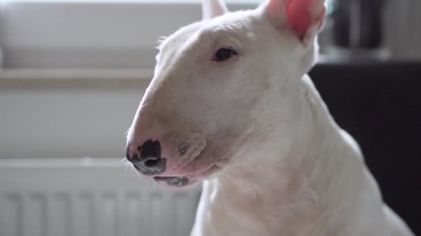 Zeitlupe: Bullterrier-Hund streckt die Zunge heraus, hungriges Konzept wartet auf leckeres Futter — Stockvideo