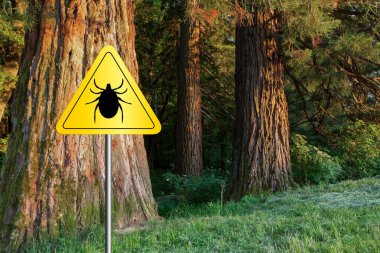 Ticks sign in the wild green forest. clipart
