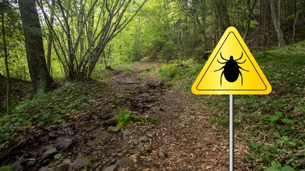 Teken in het wilde groene woud. — Stockfoto