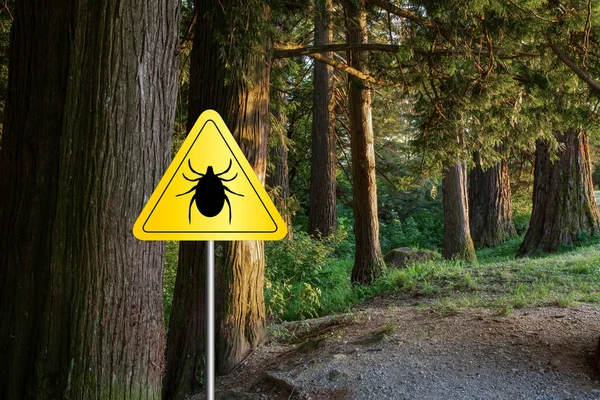 Tiques signe dans la forêt verte sauvage . — Photo