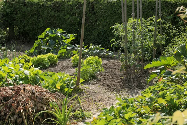 Inicio Jardín de verduras —  Fotos de Stock