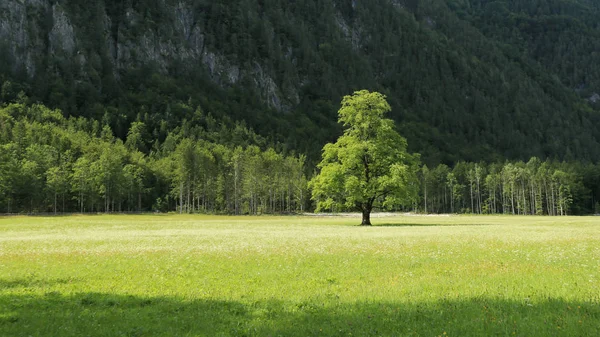 Logar valley under Slovenian alps.