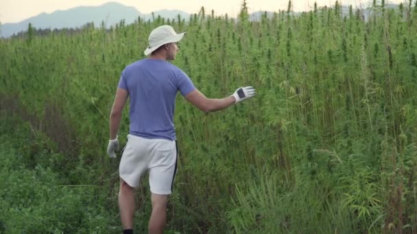 4k Resolução de um profissional jovem pesquisador do sexo masculino que trabalha em um campo de cânhamo, verificando plantas e fazendo um controle de qualidade — Vídeo de Stock