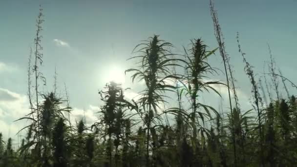 Vídeo de resolução 4k de sol brilhando através de folhas de cannabis e botões narcóticos na plantação de cânhamo. Campo de cannabis medicinal. crescendo ao ar livre sob o sol — Vídeo de Stock
