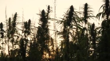 Kenevir plantasyon güneş parlayan yalak siluet kenevir yapraklar ve narkotik tomurcukları 4k çözünürlük video. Tıbbi kenevir tarlası. güneş altında açık havada büyüyen