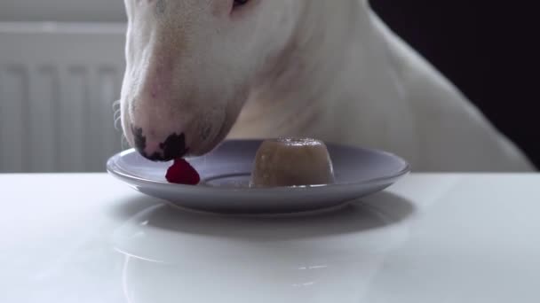 Cámara lenta de Bull terrier perro sentado en la silla y comer frambuesa del plato en la mesa de la cocina — Vídeos de Stock