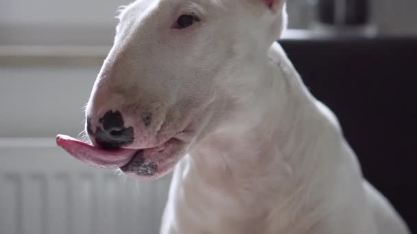 Повільний рух собаки бультер'єра, що стирчить з язика, голодний концепт, що чекає смачної їжі — стокове відео