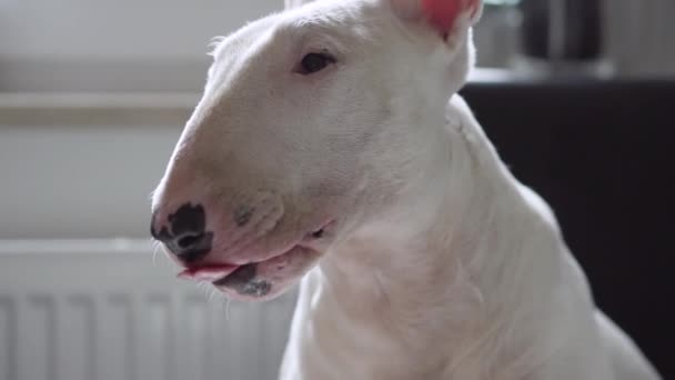 Gerakan lambat anjing terrier Bull menjulurkan lidah, konsep lapar menunggu makanan lezat — Stok Video