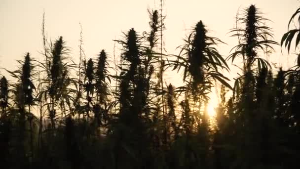 4k resolución de vídeo de sol brillante a través de silueta hojas de cannabis y brotes narcóticos en la plantación de cáñamo. Campo de cannabis medicinal. creciendo al aire libre bajo el sol — Vídeos de Stock