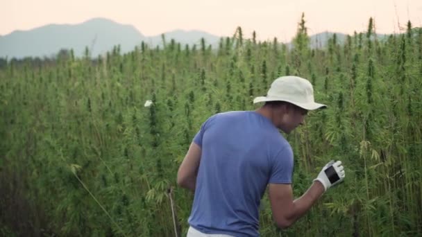 4k 分辨率的专业年轻男性研究员在大麻领域工作，检查植物和做质量控制 — 图库视频影像