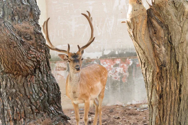 自然の中で雄大な強力な若い赤鹿のスタッグの肖像画 — ストック写真