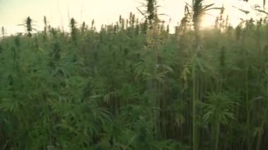 Kenevir plantasyon da güneş parlayan esrar yapraklar ve narkotik tomurcukları 4k çözünürlük video. Tıbbi kenevir tarlası. güneş altında açık havada büyüyen