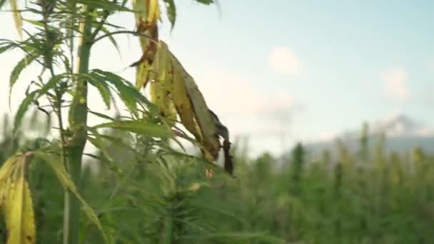 4K upplösning video av fokusförskjutning från cannabisblad och narkotiska knoppar i hampa plantage till berg i ryggen. Läkemedel cannabis fältet. växer utomhus under solen — Stockvideo