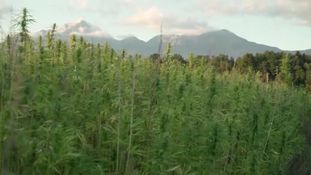 Vídeo de resolución de 4k de hojas de cannabis y brotes narcóticos en plantación de cáñamo con montañas en la parte posterior. Campo de cannabis medicinal. creciendo al aire libre bajo el sol — Vídeo de stock