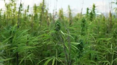 Kenevir plantasyon esrar yaprağı ve narkotik tomurcuk kadar yakın 4k çözünürlük video. Tıbbi kenevir tarlası. güneş altında açık havada büyüyen